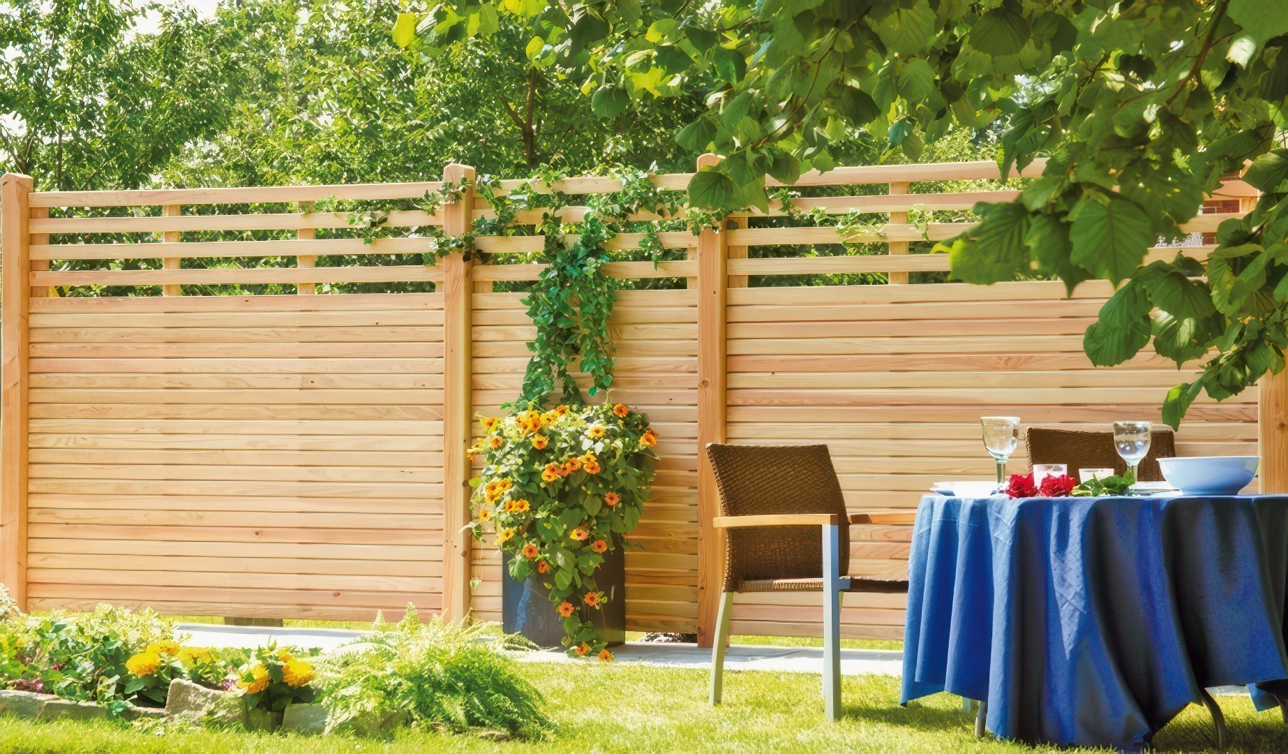 Douglasienzaun Eifel